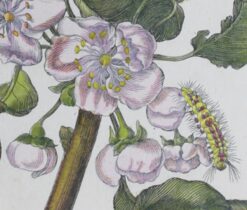a print of pear blossom